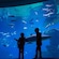 Two children stand in front of a floor to ceiling aquarium, filled with coral, fish and a shark